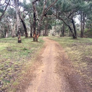 Ironbark Basin