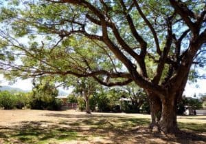 Bedford Street Park