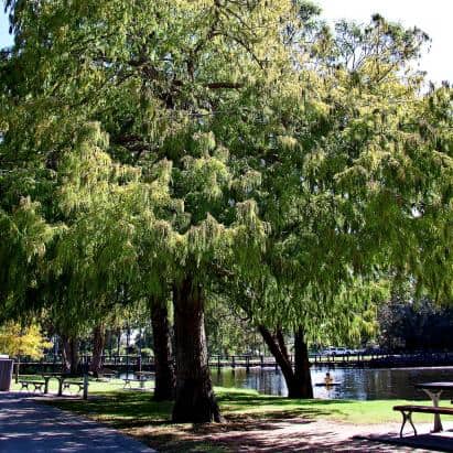 botanic-gardens-square