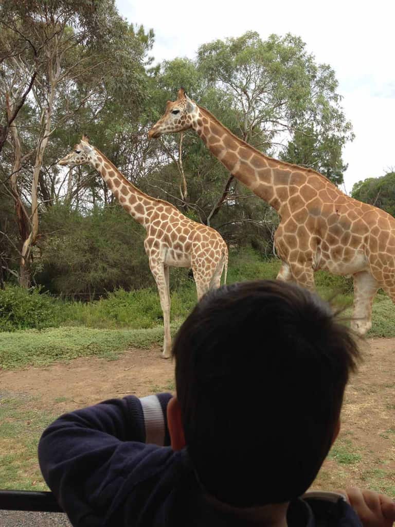 Werribee Open Range Zoo