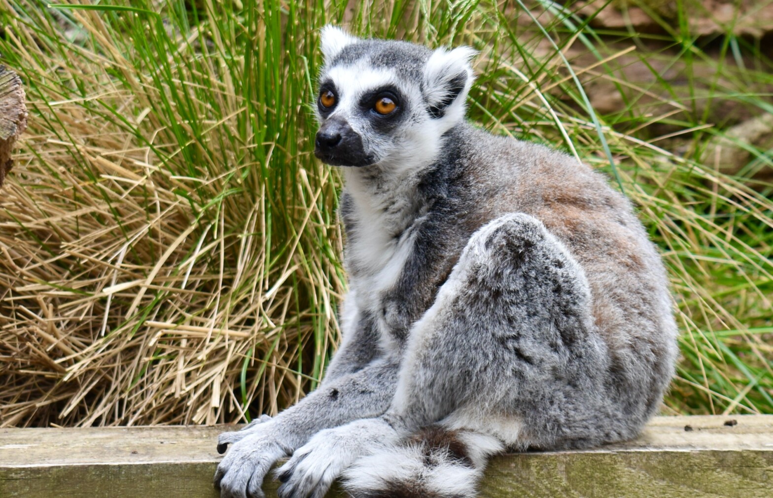 Mind-Blowing Research: How Zoo Visits Shatter Traditional Education Paradigms for Kids!