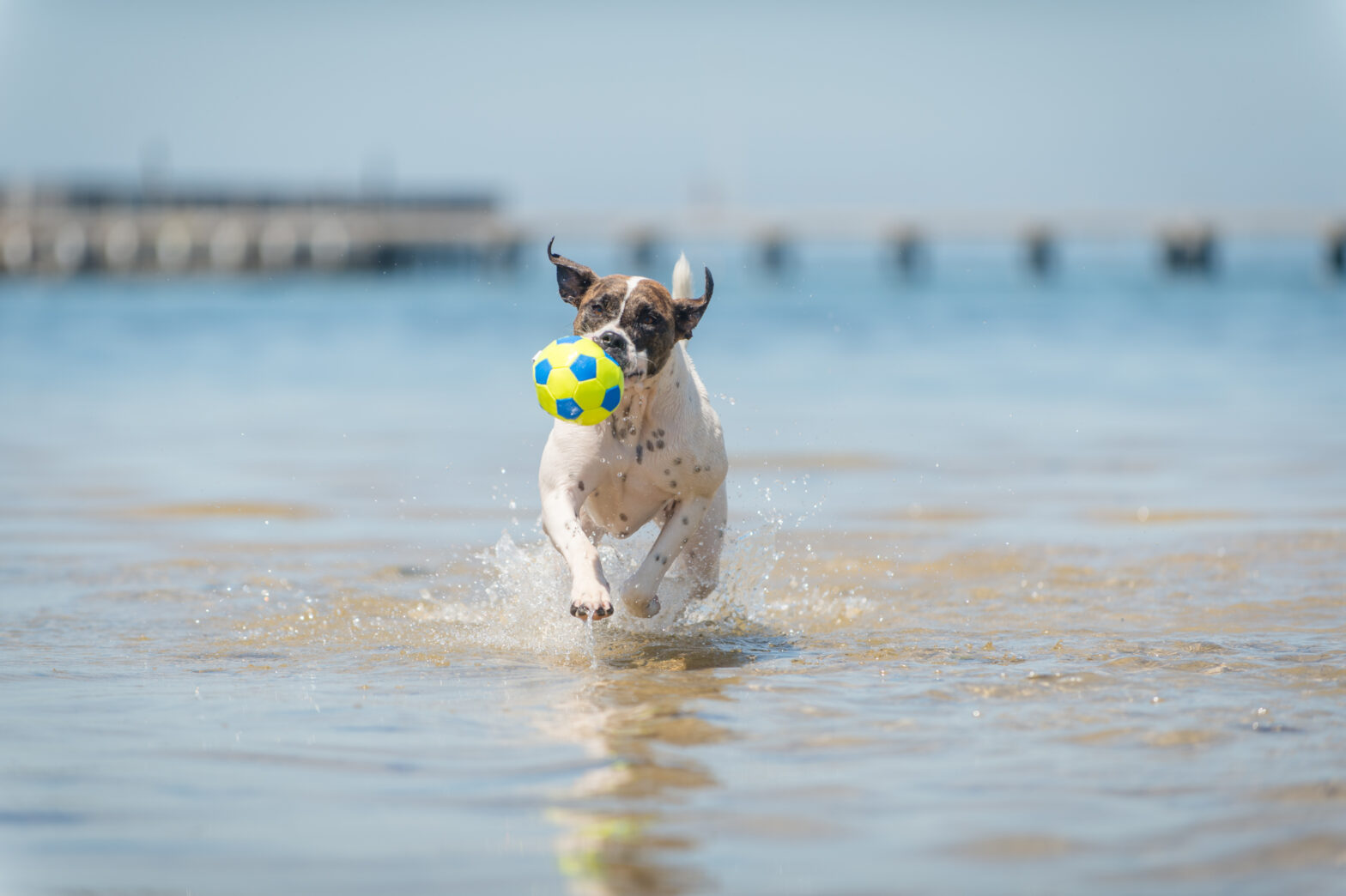 An expert’s guide to a safe and fun Summer for your pets amid Australia’s hottest and riskiest season