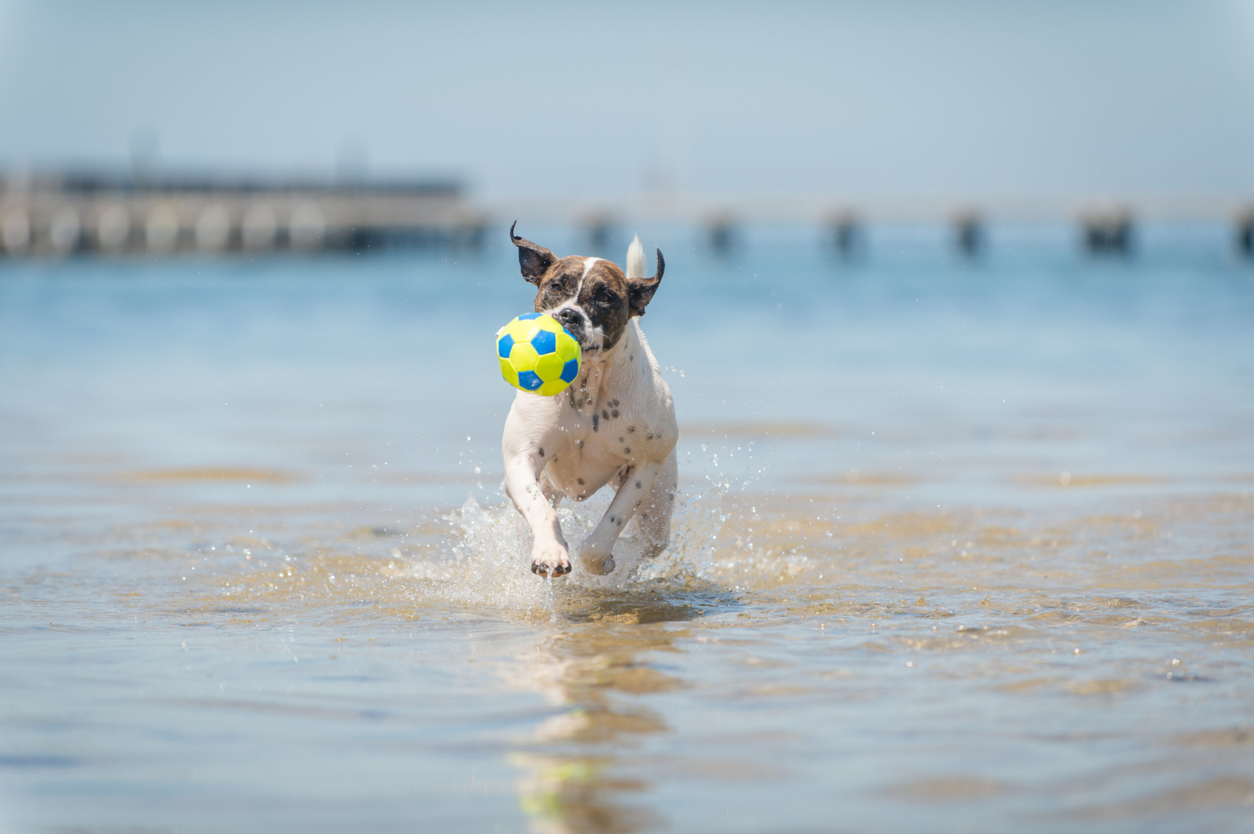 An expert's guide to a safe and fun Summer for your pets amid Australia's hottest and riskiest season