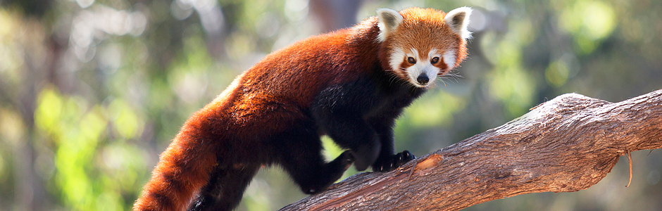 halls-gap-zoo-red-panda