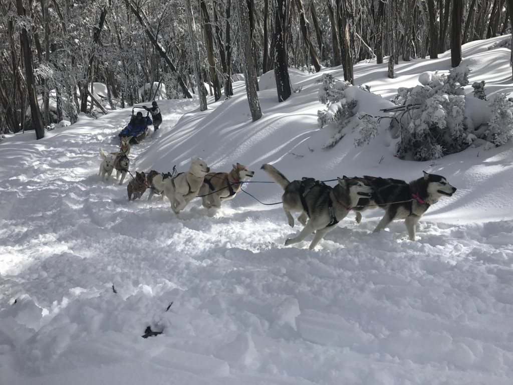 Mt baw 2024 baw dogs